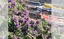 Fishing Boats
