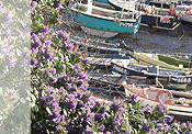 Flowers above beach